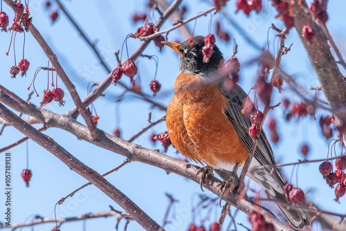 American robin in crab apple tree 3 photo