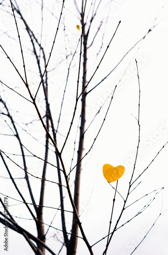 A solitary yellow, heart-shaped leaf clings to a bare branch on a fall day, evoking a sense of melancholy...Europe, 31.10.2024.