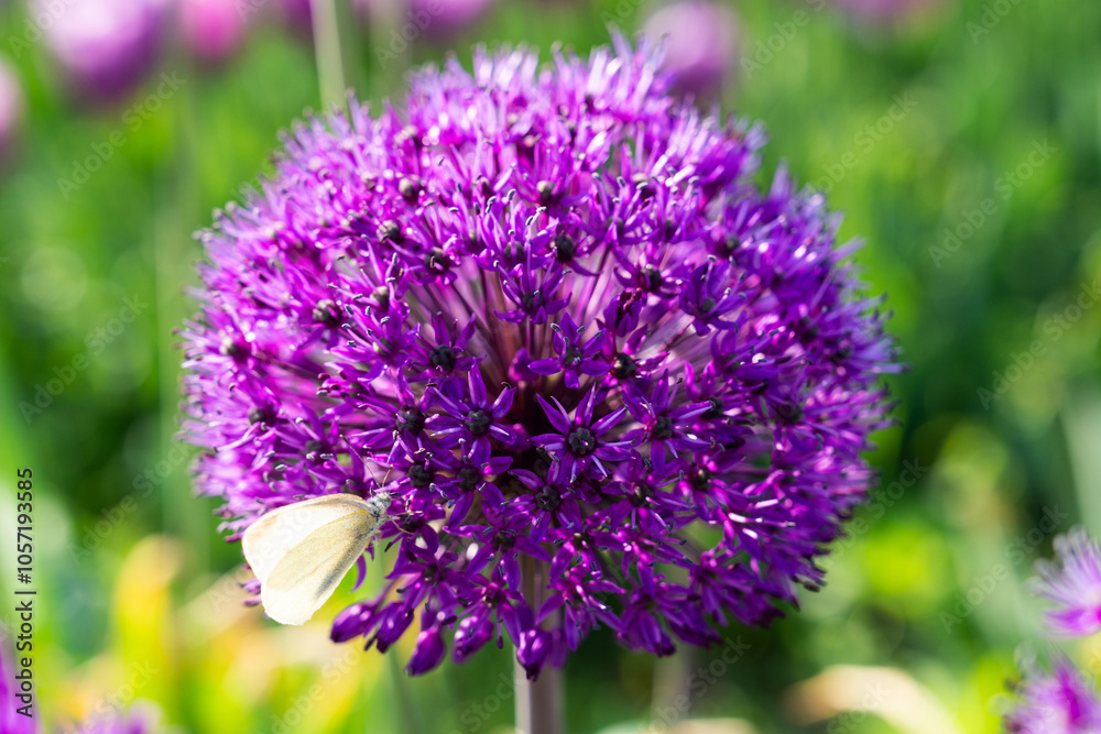 purple allium and butterfly in the park