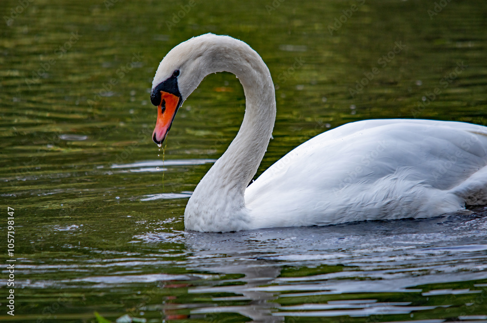 Fototapeta premium Schwan auf dem Wasser