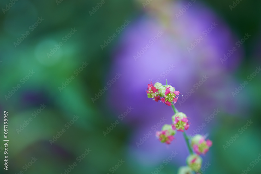 Fototapeta premium Nature, growth and blossom with flowers in garden for environment, sustainability and spring season. Grass ecology, meadow and biology with plants in countryside for botanical, bloom and ecosystem