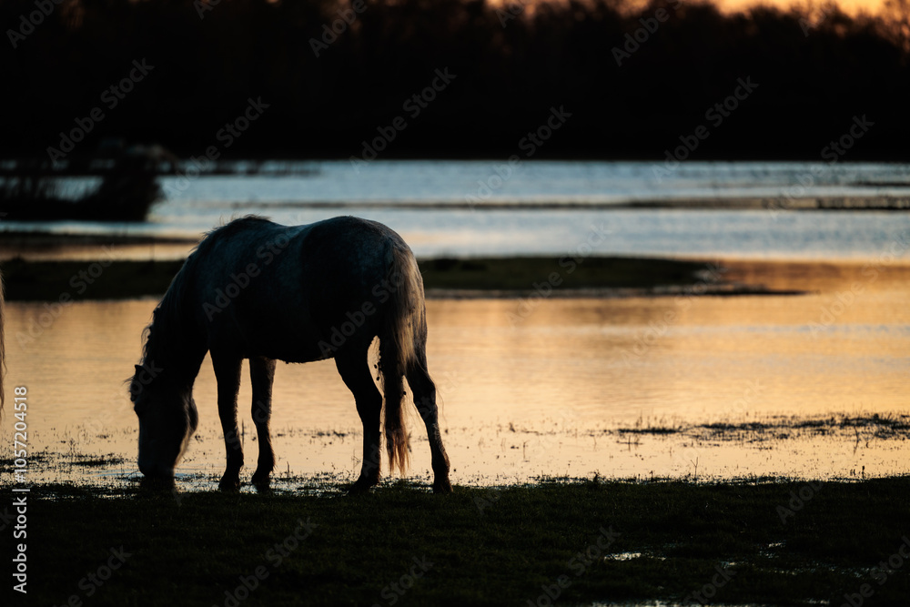 sagoma intera di un cavallo libero mentre beve l'acqua di un laghetto di una palude fluviale, con i colori del cielo azzurro ed arancione del tramonto riflessi sulla superficie