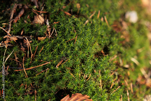 Obraz na płótnie vista macro di un vasto gruppo di una specie di muschio verde della famiglia delle Polytrichaceae, cresciuto alla base di un albero di pino, in un bosco naturale in Italia w salonie