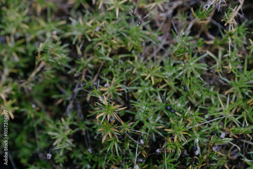 Abstract plants foliage close up