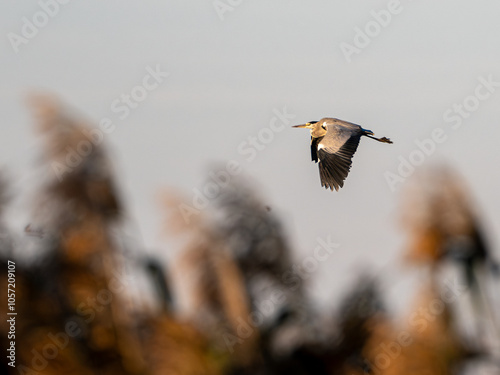 grey heron in flight