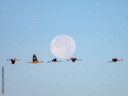common cranes in flight passing over the full moon