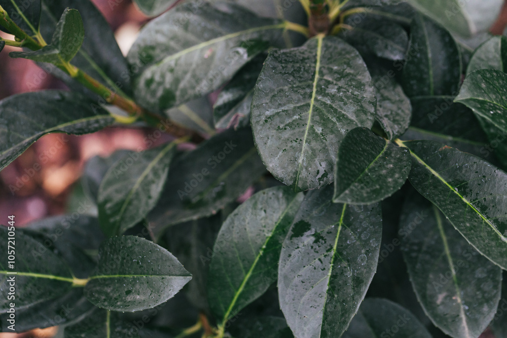 Abstract plants foliage close up Abstract plants foliage close up