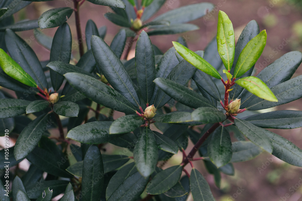 Abstract plants foliage close up Abstract plants foliage close up