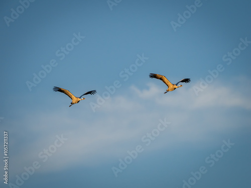 common cranes in flight