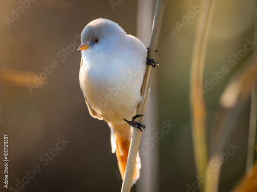 bird on a branch