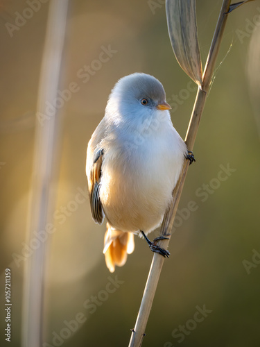 bird on a branch