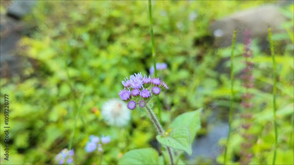 Beautiful Purple Wildflowers in Green Meadow swaying in the breeze Beautiful Purple Wildflowers in Green Meadow swaying in the breeze