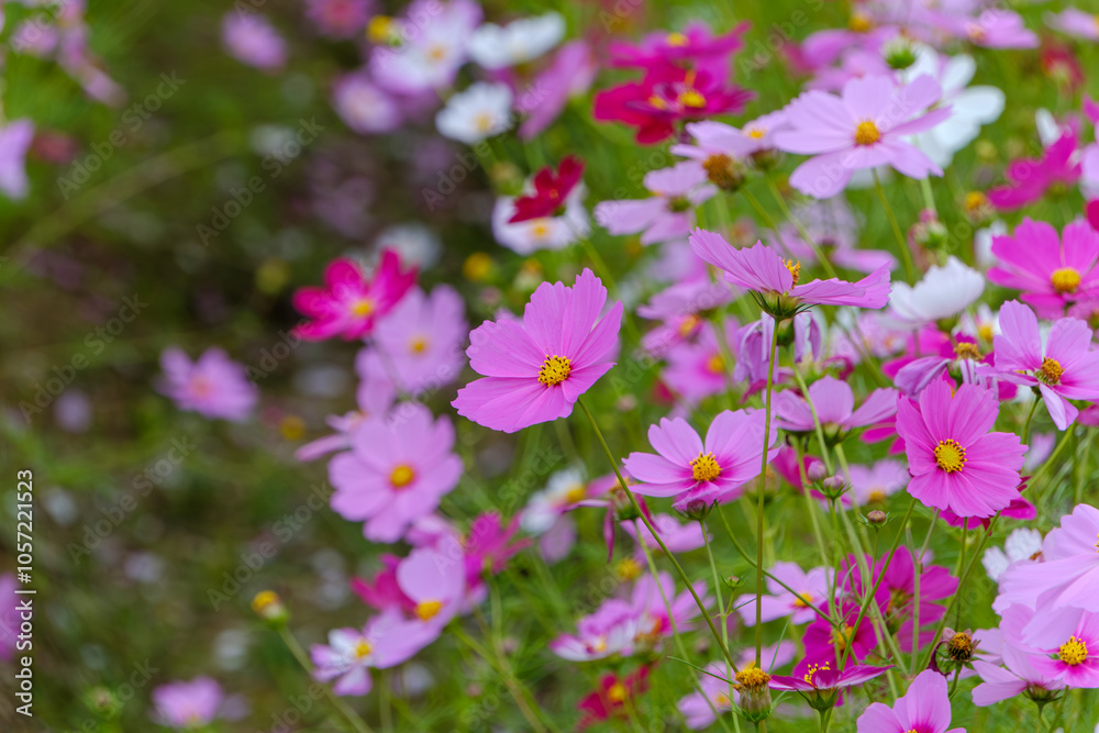 Blooming Cosmos Flowers in a Garden Blooming Cosmos Flowers in a Garden