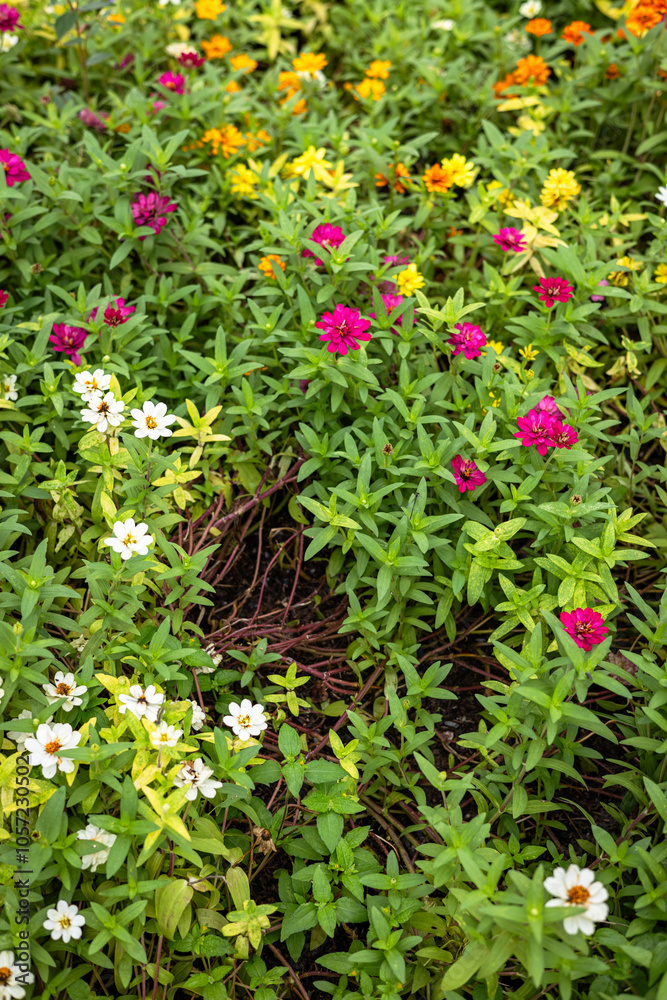 Little Colorful Flowers Background