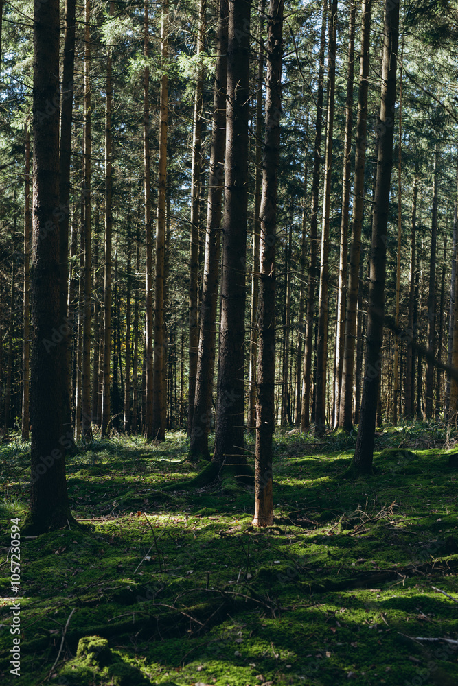 Obraz premium Spruce Tree Forest, Sunbeams through Fog illuminating Moss and Fern Covered Forest Floor,