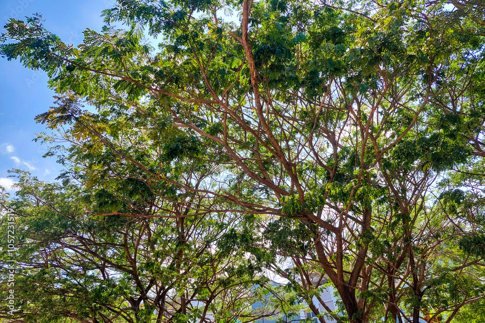 Fototapeta premium View of tree branches and blue sky