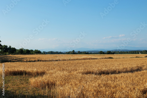 Obraz na płótnie vista panoramica su un ambiente naturale di campagna in pianura nell'Italia nord-orientale, con diversi vasti campi coltivati con del grano maturo e dorato, a inizio estate, con il cielo sereno w salonie