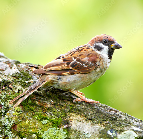 Spring, bird watching and sparrow on tree in nature for sustainability, ornithology or wildlife ecosystem. Garden, fauna and closeup of animal in countryside for conservation, environment and park