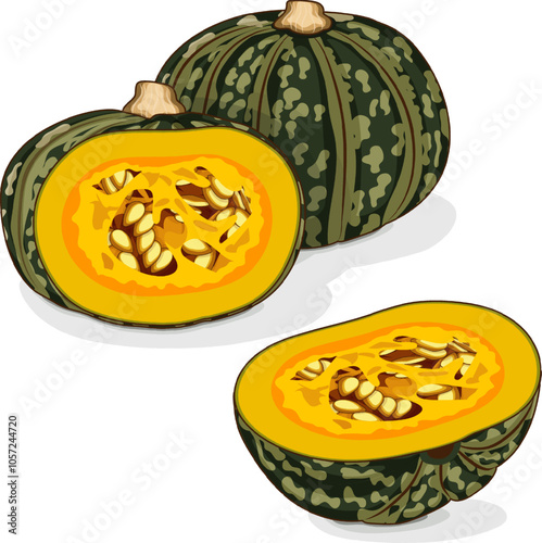 Whole and chopped Kabocha winter squash pumpkins. Chestnut squash. Cucurbita maxima. Vegetables. Clipart. Isolated vector illustration.