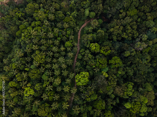 Rainforest from drone