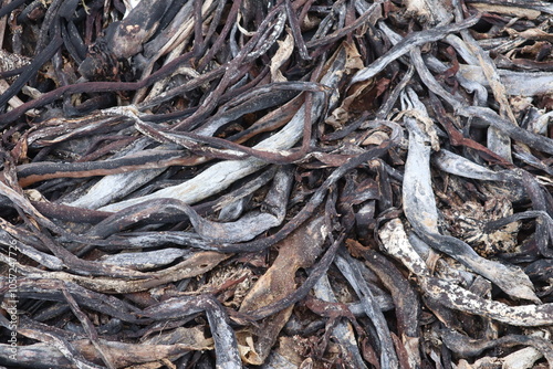 Kelp Seaweed residue on the beach of Cape of Good Hope photo