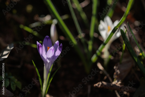 vista macro di un gruppo di crocchi bianchi e viola in un ambiente naturale di campagna, nell'Italia nord orientale, di mattina, a inizio primavera photo