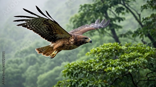 A hawk soaring gracefully through a misty forest landscape.