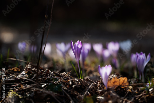 vista macro di un folto gruppo di crocchi viola e bianchi in un ambiente naturale di campagna, nell'Italia nord orientale, di mattina, a inizio primavera photo