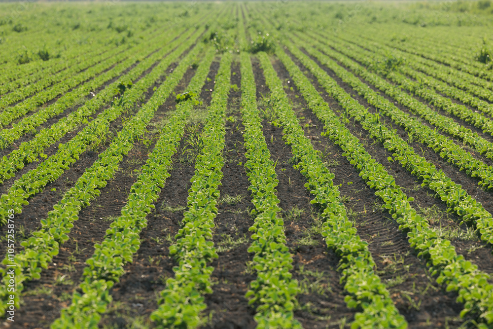 vista dettagliata in prospettiva di tantissime piccole piante dalle foglie verdi che crescono in primavera in un campo coltivato