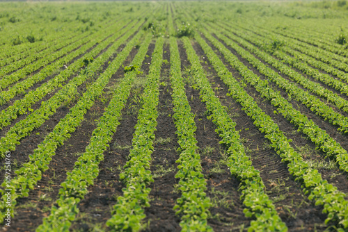 Obraz na płótnie vista dettagliata in prospettiva di tantissime piccole piante dalle foglie verdi che crescono in primavera in un campo coltivato w salonie