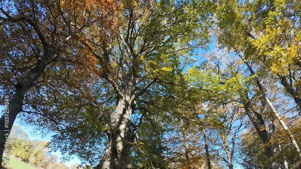 secular beech lit by the sun's rays in full autumn foliage, ancient tree in the autumn period in full foliage secular beech lit by the sun's rays in full autumn foliage, ancient tree in the autumn period in full foliage
