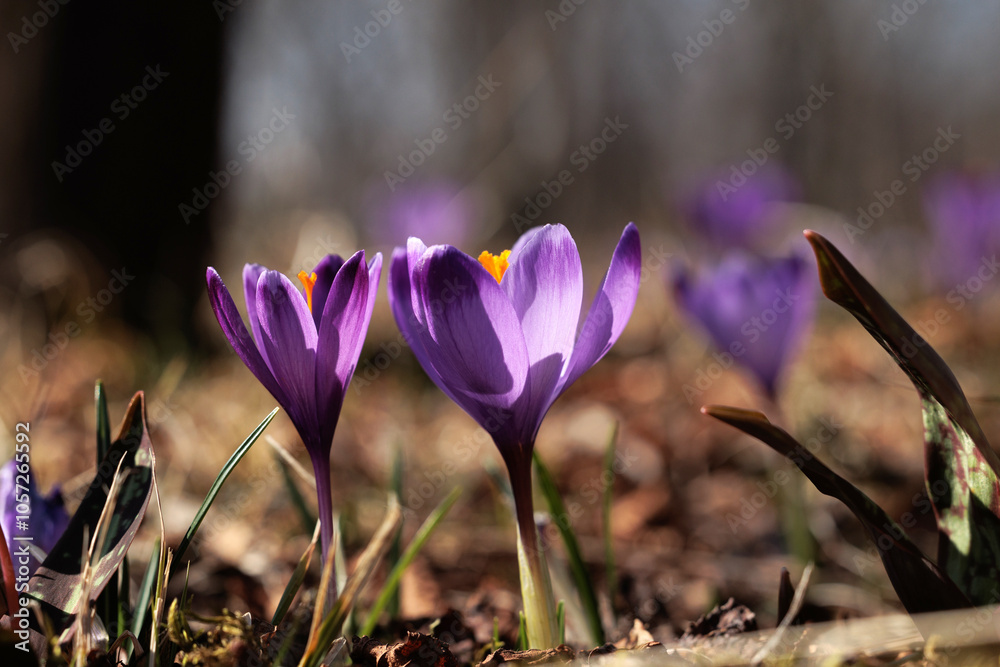 vista macro frontale, a livello del terreno, di un gruppo di crochi color viola, illuminati dal sole del mattino, in un ambiente naturale, in Italia, in primavera