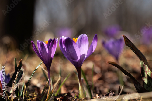 Obraz na płótnie vista macro frontale, a livello del terreno, di un gruppo di crochi color viola, illuminati dal sole del mattino, in un ambiente naturale, in Italia, in primavera w salonie