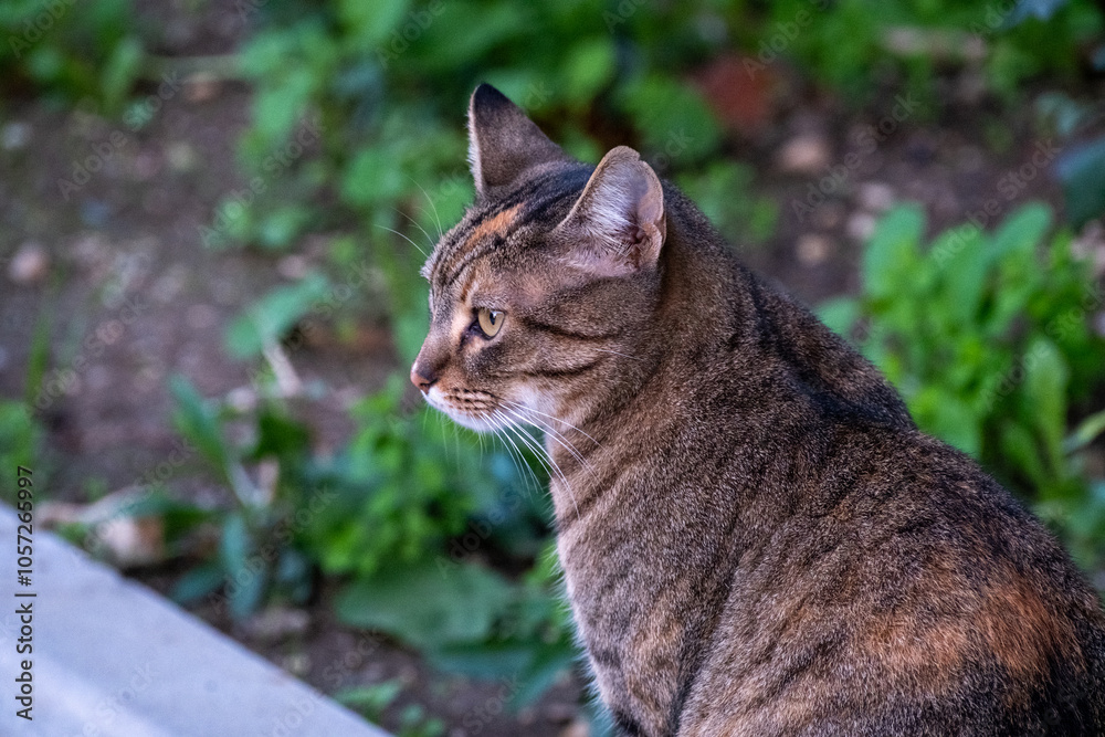 cute grey street cat looking sideways cute grey street cat looking sideways