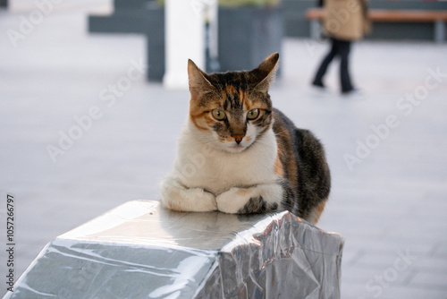 Photography cat on the istanbul metro street