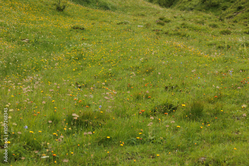dettagli di un prato d'erba verde, di giorno, in primavera, pieno di tantissimi fiori colorati