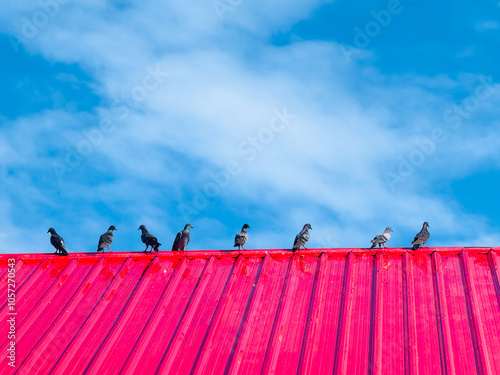 Pigeons Perched on Vibrant Red Roof, A row of pigeons sits atop a bright red metal roof against a vivid blue sky, creating a striking color contrast.concept photo