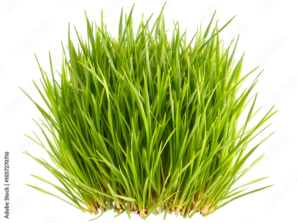 A vibrant cluster of fresh, green grass sprouts against a white background