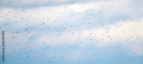 Ein Schwarm von Silbermöwen fliegt über der Ostsee
