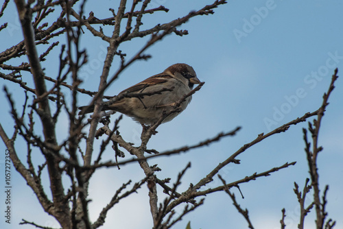 sparrow on a branch