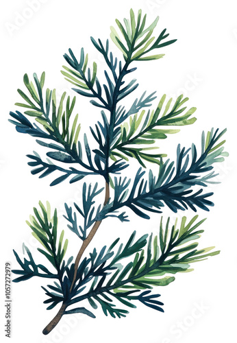 PNG Pine branches illustration plant art.