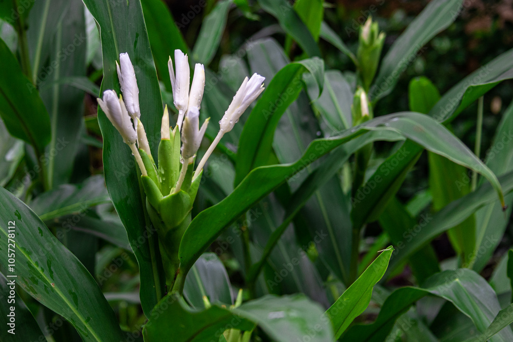 The fragrant white flower of (Hedychium coronarium) The fragrant white flower of (Hedychium coronarium)