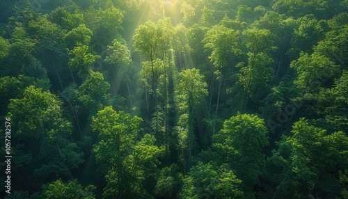 Sunbeams Illuminating a Dense Green Forest Canopy