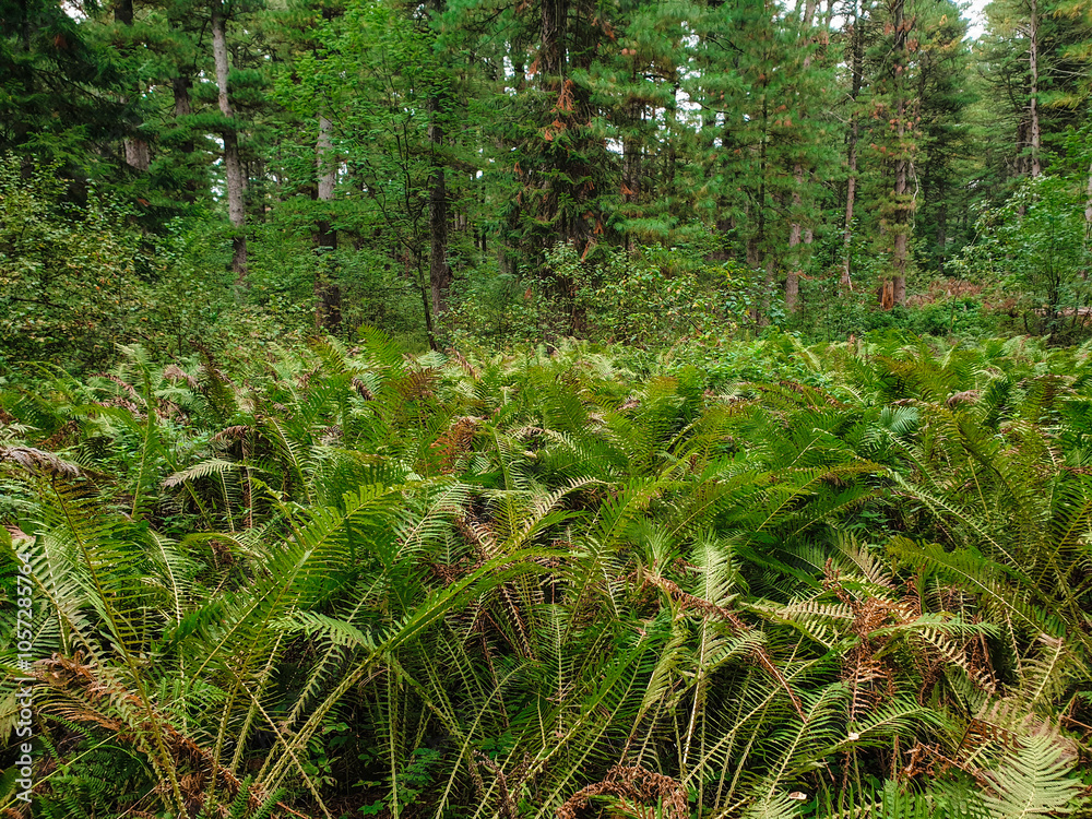 Fototapeta premium Ле