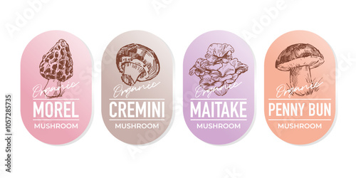 Sketch  illustrations of various edible mushrooms, label design set
