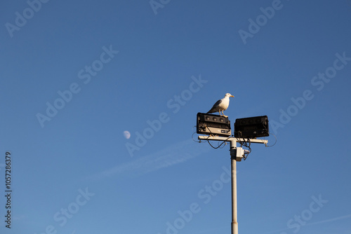 gabbiano fermo su un palo della luce, con il cielo azzurro e sereno e la luna sullo sfondo, di pomeriggio, in estate photo