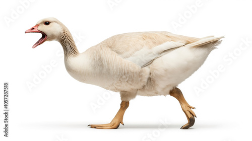 Isolated side view of a domestic goose with open beak on a white background