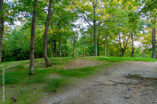 Sunlit Forest Path in the Summer