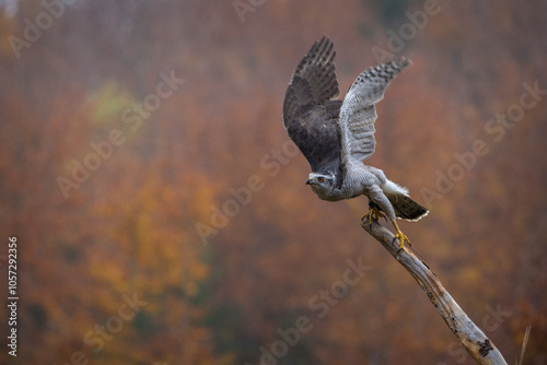 wood hawk in autumn colors