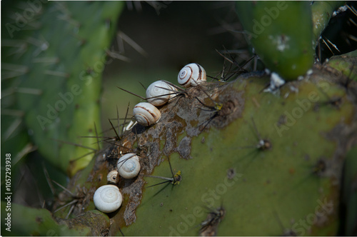 snail, Eukaryote, Animal, Molluscan,Gastropods photo